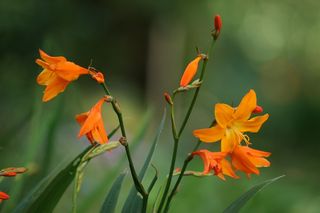 Crocrosmia Star Of The East